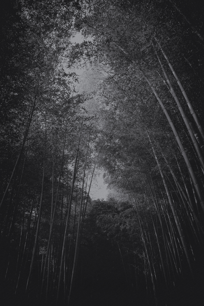 Bamboo forest