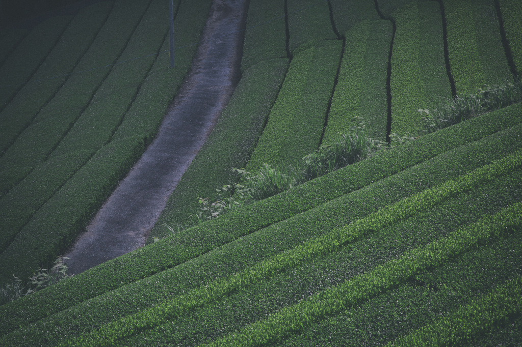 TEA PLANTATION