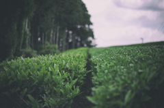 TEA PLANTATION