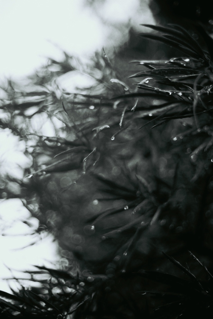 雨