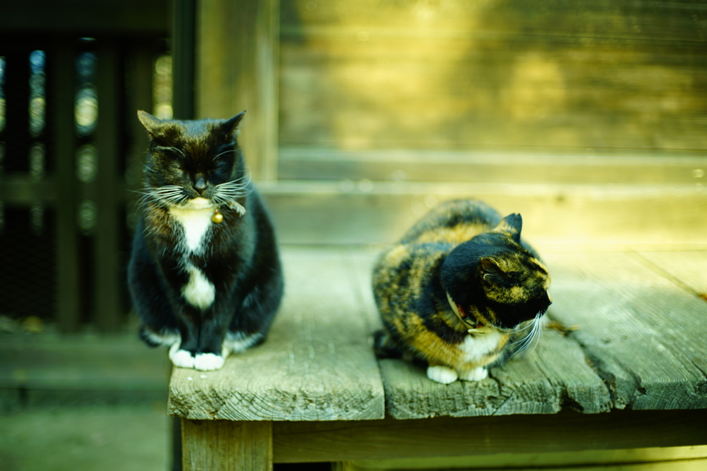 神社のねこたち