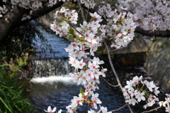 姫路の桜