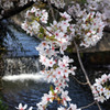 姫路の桜