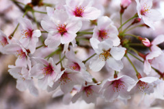 姫路の桜(その４)