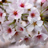 姫路の桜(その４)
