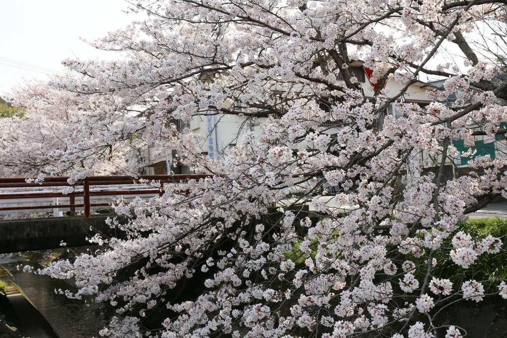 姫路の桜(その２)