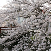 姫路の桜(その２)