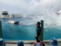 シャチと水しぶき