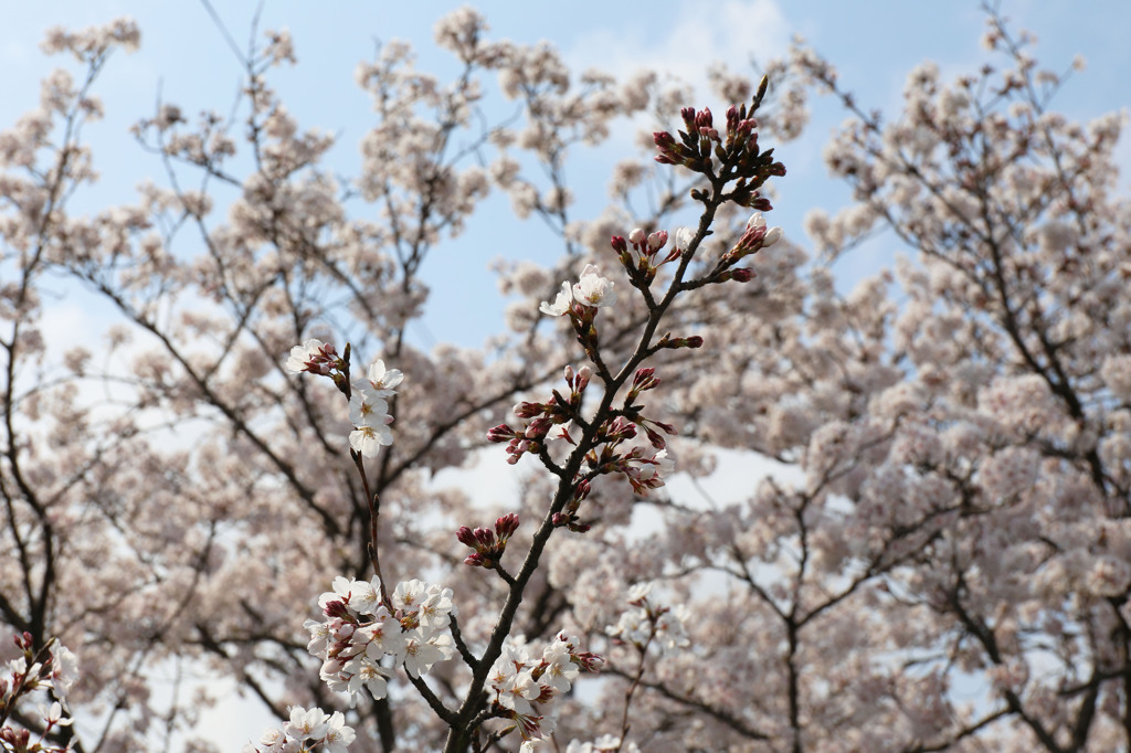 姫路の桜(その３)