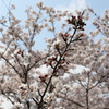 姫路の桜(その３)