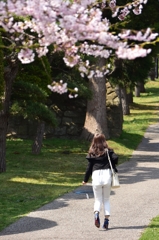 桜坂道