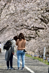 桜並木で