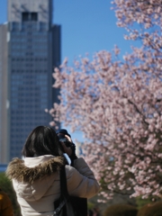 今年も咲いたよ