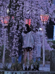 黄昏桜に隠れるように