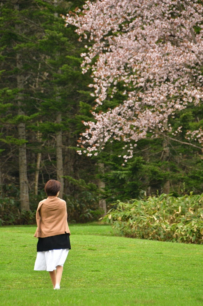桜へ歩む