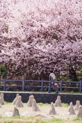 春色散歩道