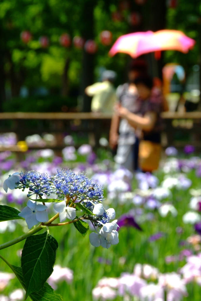日傘とアジサイ花菖蒲