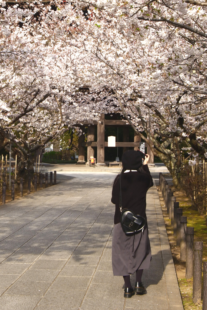 桜並木