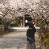 桜並木