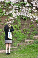 桜撮る