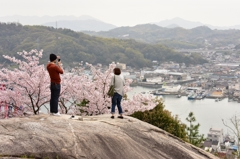 桜眺望