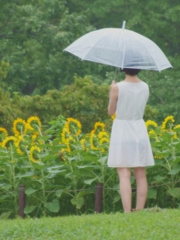 雨に霞めば