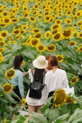 ヒマワリ畑にきたよー