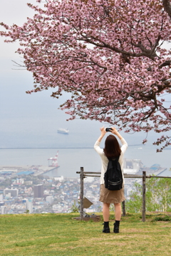 桜日和