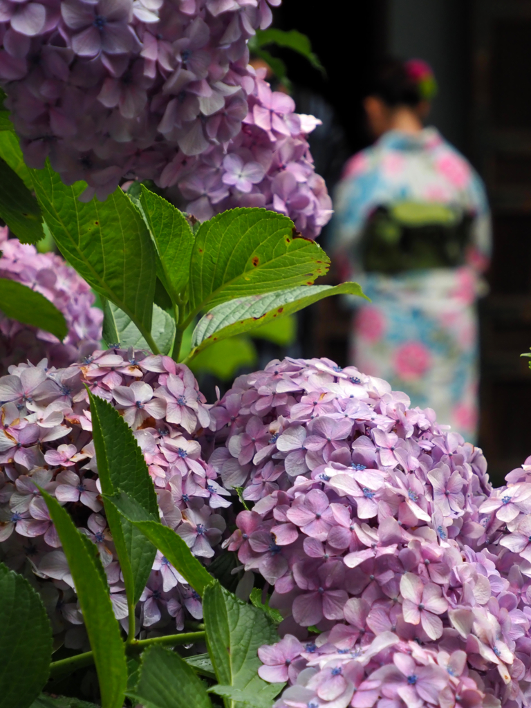 紫陽花と浴衣