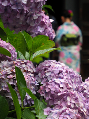 紫陽花と浴衣
