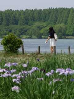 花菖蒲の頃