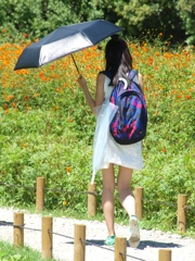 日傘と雨傘とキバナコスモス
