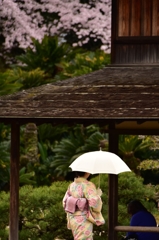 春の日傘