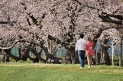 二人の桜並木