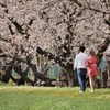 二人の桜並木