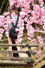 桜越し