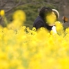 菜の花KISS
