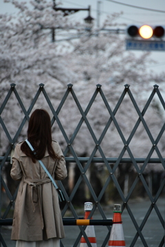 夜ノ森 桜並木の現実