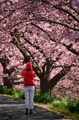 桜並木を