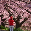 桜並木を