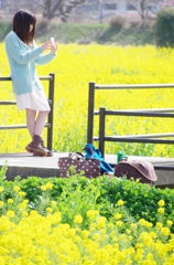 菜の花畑に