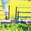 菜の花畑に