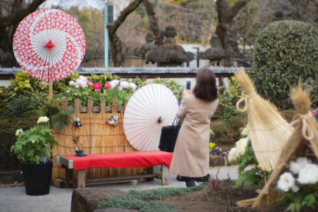 傘と牡丹とあなた