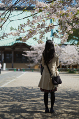 今年の桜は