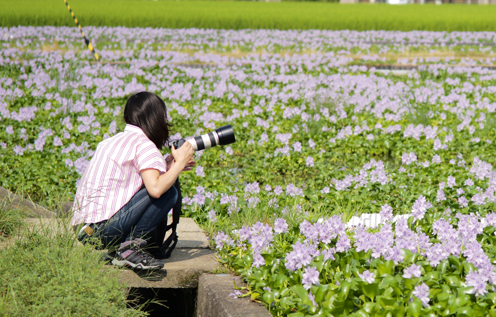 夏の花に囲まれて