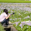 夏の花に囲まれて