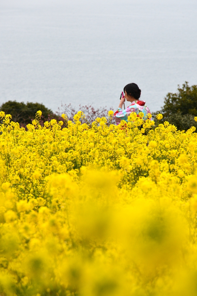 菜の花畑で
