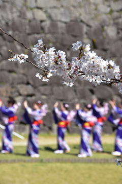 はるのよさこい