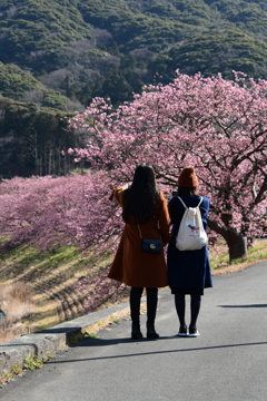 桜の向こう