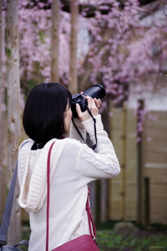 桜撮る